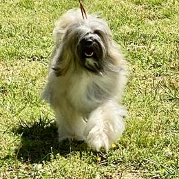 Remi - Tibetan Terrier