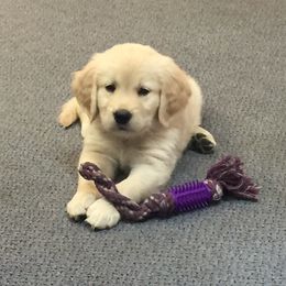 Golden Retriever Puppies from Family Loved Golden Retrievers