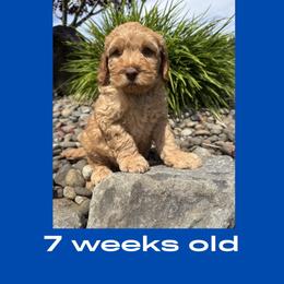 Luke - Caramel male Australian Labradoodle puppy in Beavercreek, Oregon from Auburn Sky Labradoodles