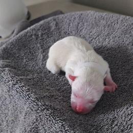 Second Boy - White male Pomeranian puppy in Newport News, Virginia from Itty Bitty Poms