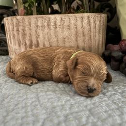 Hudson - Red male Cavapoo puppy in Oklahoma from Rocky Oak Cavaliers & Biewer Terriers LLC
