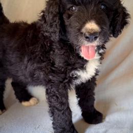 Poncho - Black and white male Bernedoodle puppy in Grant City, Missouri from Timberline Paws