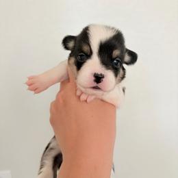 5 - Black and white female American Corgi puppy in Boyd, Texas from Barker's Corgis