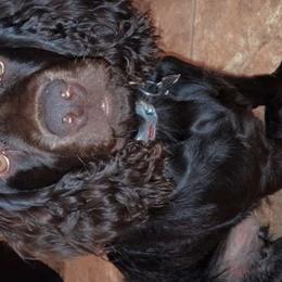 Boykin Spaniels from Jacob Appleby