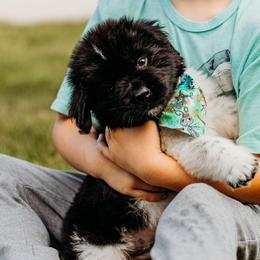 Newfoundland Puppies from Kinson Ridge Giants