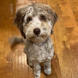 Rosey - Goldendoodle