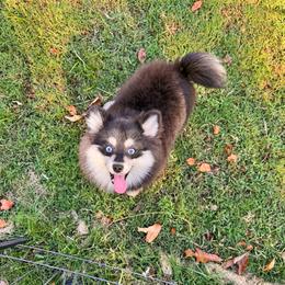Hei Hei 1900 - Black and white male Pomsky puppy in Murfreesboro, Tennessee from Middle Tennessee Pomskies