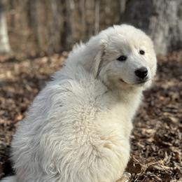 Great Pyrenees Puppies from Natalie Hnatkiv