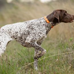 German Shorthaired Pointers from Spotted Dog Lodge