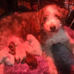 Elle - Bernedoodle
