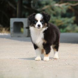 Toy Australian Shepherd Puppies from 4C Toy Aussies