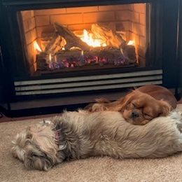 Cavalier King Charles Spaniel All Grown Up from Killian Kennels