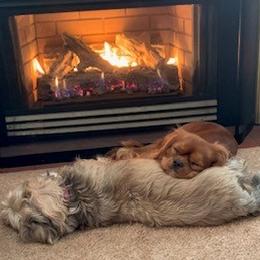 Cavalier King Charles Spaniel All Grown Up from Killian Kennels