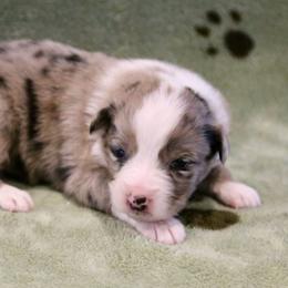Isle - Blue merle female Australian Shepherd puppy in Weatherford, Texas from Ridgestar Aussies