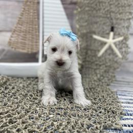 Miniature Schnauzer Puppies from Schnauzers on Robinson Lane