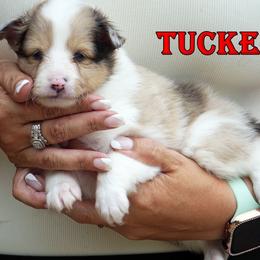 Tucker - sable merle male - Sable merle and white male Shetland Sheepdog puppy in Frazeysburg, Ohio from Mountain High Kennels