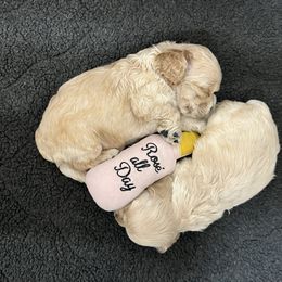 Cocker Spaniel and English Springer Spaniel Puppies from Sei