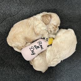 Cocker Spaniel and English Springer Spaniel Puppies from Sei