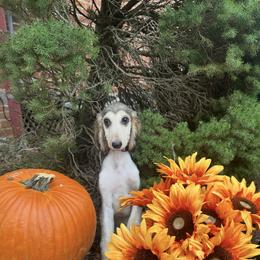 Domino female - Blue and cream female Afghan Hound puppy in Carlisle, Pennsylvania from Winterberry Afghan Hounds