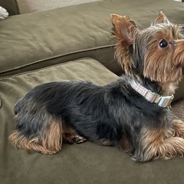 Shih Tzus, Shorkies, and Yorkshire Terriers from Great Mates