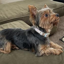 Shih Tzus, Shorkies, and Yorkshire Terriers from Great Mates