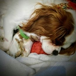 Cavalier King Charles Spaniel Puppies from Meraki Cavs