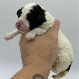 Tater - Parti female Poodle puppy in Greeneville, Tennessee from Smokey Mountain Sheepadoodles