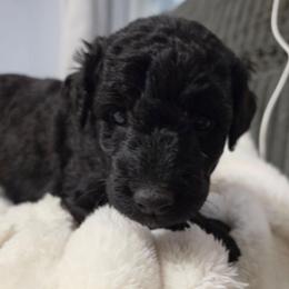 Billie Jean - Blue female Labradoodle puppy in Lansing, North Carolina from Murphy Manor Mountain Doodles