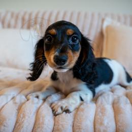 Simon - Piebald male Dachshund puppy in Temecula, California from Naomi Magee's Dachshund Kennel