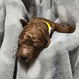 BROWNIE - Apricot male Goldendoodle puppy in Harris County, Texas from Cute & Curly Doodles