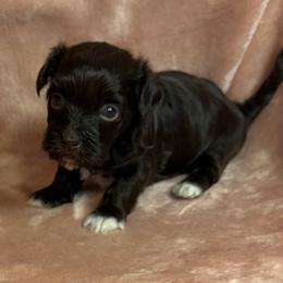 Fudge - Chocolate female Havanese puppy in Maryville, Missouri from Dreamworks Havanese