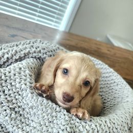 Harley - Cream male Dachshund puppy in Cypress, Texas from Cypress Dachshunds