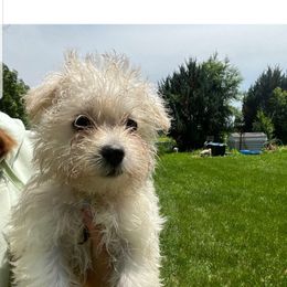 Dixon - White male Morkie puppy in Madelia, Minnesota from Prairie Farms