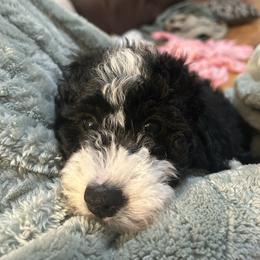 Pink - Black and white female Bernedoodle puppy in Millville, New Jersey from Michelle's Doodles