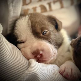 Charlie - White and red female Border Collie puppy in North Lakeport, California from Wild Rose Ranch