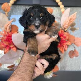 JJ - male Australian Mountain Doodle puppy in Spanish Fork, Utah from K Brand Doodles