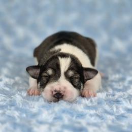 Maverick - Parti male Miniature Schnauzer puppy in Ely, Nevada from Great Basin Miniature Schnauzers