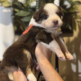 Red collar - Red tri-color female Australian Shepherd puppy in Greenville, Texas from Huneycutt Wiggles