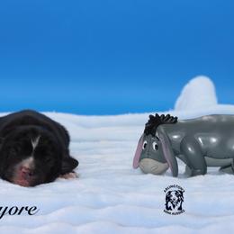 Eeyore - Black tri male Miniature Australian Shepherd puppy in Weeki Wachee, Florida from Arlington's Mini Aussies