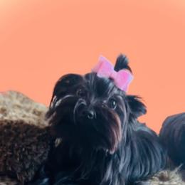 Velvet - Yorkshire Terrier