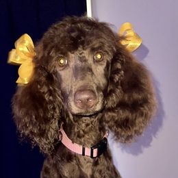 Layla - Poodle