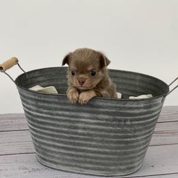 Daisy - Chocolate blue female Chihuahua puppy in North Ridgeville, Ohio from Happy Pups
