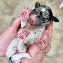 Stuffing - Parti male Goldendoodle puppy in Mocksville, North Carolina from Little Bear Doodles
