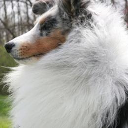 Shetland Sheepdog All Grown Up from Honeyhill shelties
