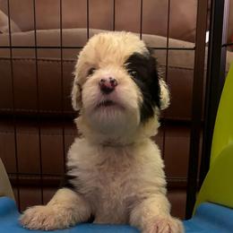 White - Gray and white female Old English Sheepdog puppy in Iowa from Midwest Puppy Paws