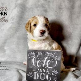 Bernedoodle Puppies from A Star is Born Doodles