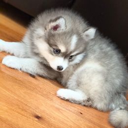 Opal - Blue female Pomsky puppy in Discovery Bay, California from Royal Pomskies