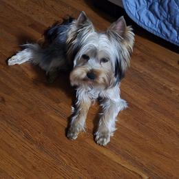 Boy 3 - male Yorkshire Terrier puppy in Northville, Michigan from StarBornYorkies, LLC