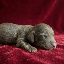 Female AKC 1 - Chocolate and cream female Dachshund puppy in Lehigh Acres, Florida from Ruby Rose Dachshund Dynasty