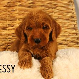 Hennessy - Red  male Goldendoodle puppy in Casa Grande, Arizona from AzDoodle Dandies